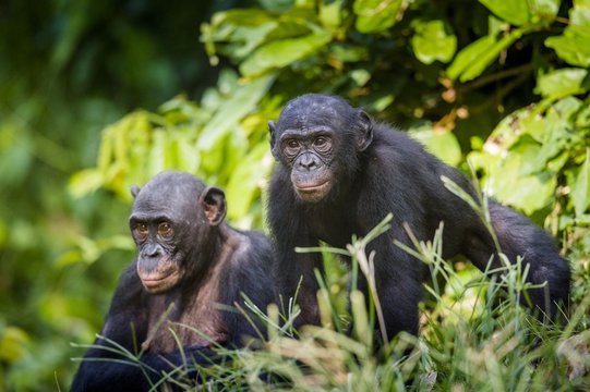 Bonobos in natural habitat. Green natural background. The Bonobo ( Pan paniscus)