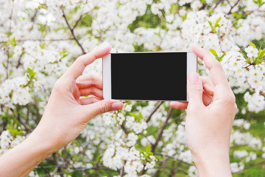 Woman takes photos of cherry blossom on a smartphone. Spring natural background, good for mock up.