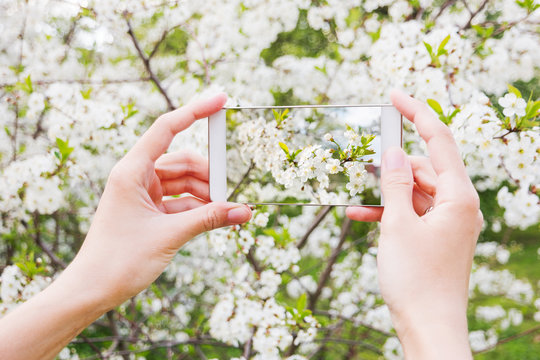 Woman takes photos of cherry blossom on a smartphone. Spring natural background