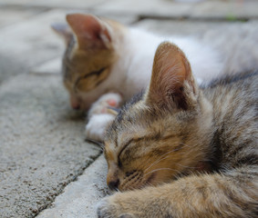 young kittens sleep