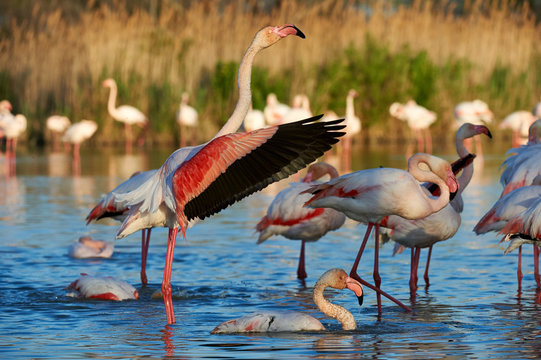 flamingos in flight