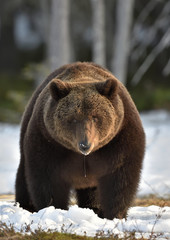 Brown Bear (Ursus arctos) in spring forest.