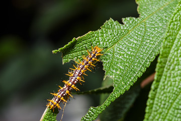 Caterpillar of yellow coster butterfly resting on leaf