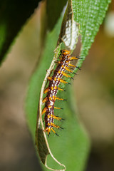 Caterpillar of yellow coster butterfly resting on leaf