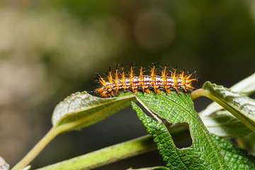 Caterpillar of yellow coster butterfly resting on leaf