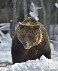 Brown Bear (Ursus arctos) in spring forest.