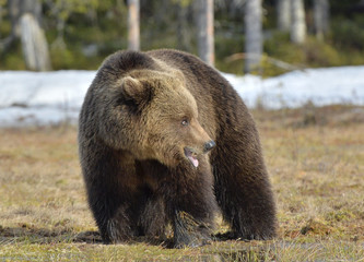 Naklejka na ściany i meble Brown Bear (Ursus arctos) in spring forest.