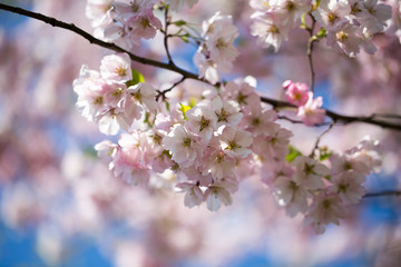 Fototapeta na wymiar Cherry blossom background with spring day.