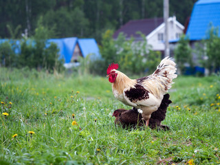 Rooster on top of the chicken. I love the cock and hen, fertilization