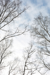 Fototapeta na wymiar Siberia. Winter sky in birch forest. Bare branches of trees.