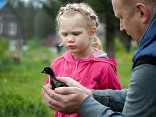 Man shows girl small chicken. Father and daughter. The village, village houses background, green grass. Girl petting chick 