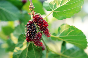 black ripe mulberries  and red unripe mulberries on the branch. fresh mulberries
