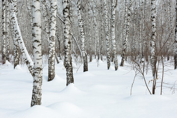 Naklejka premium Siberia. Trunks of birch trees and snow in the winter forest.