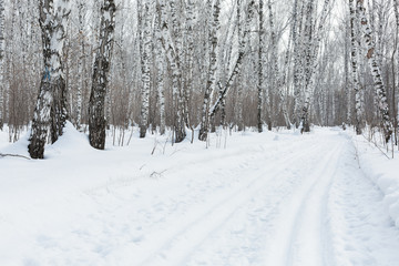 Siberia. Ski trail and birch forest in winter.