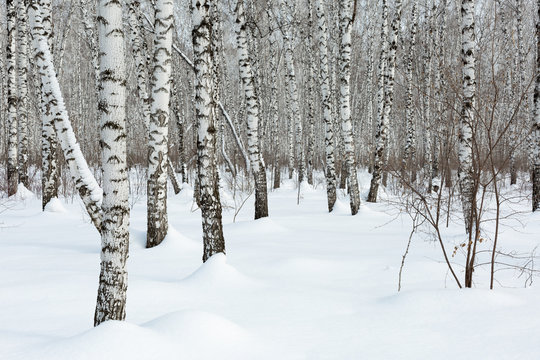 Siberia. Trunks of birch trees and snow in the winter forest.