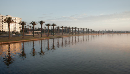 Row of Palm Trees by a River
