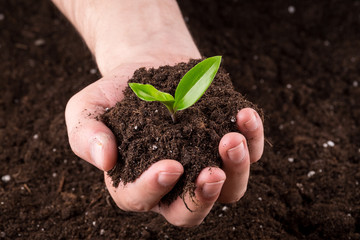 Soil with sprout in hands