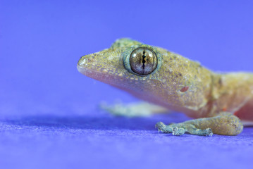 Lagartixa.