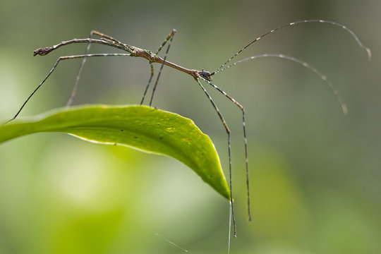 Stick insect (phasmatidae) on a leaf, Indonesia