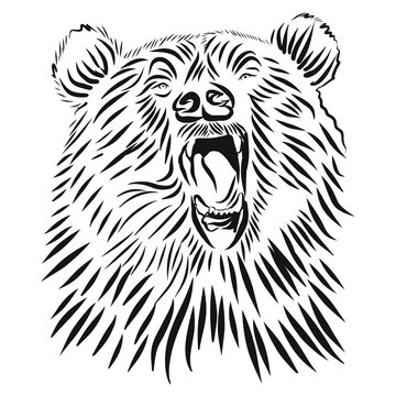 Wild grizzly, Hand drawn vector roaring bear.