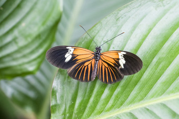 Fototapeta na wymiar Doris Longwing Butterfly on large shiny green leaf