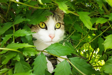 Cat hides in bush
