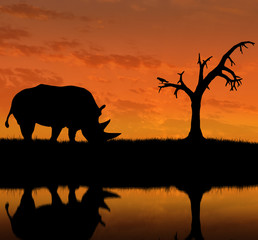 Silhouette de rhinocéros près de la rivière