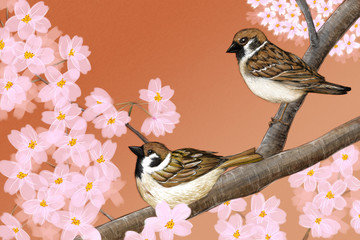 Hand drawn illustration of Eurasian tree sparrows sitting among Japanese Yoshino cherry flowers - 111496482