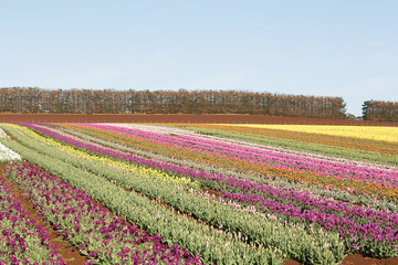 Tulips Table Cape Tasmania