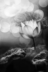 Black and white photography with Lotus flower and blur bokeh bac