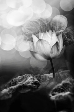 Fototapeta Black and white photography with Lotus flower and blur bokeh bac