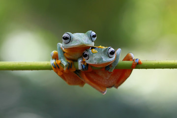 Two Tree frogs (rachophorus reinwardtii) sitting on branch, Indonesia