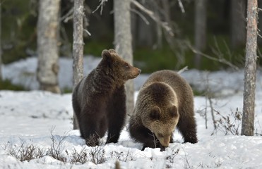 Fototapeta premium Cubs of Brown Bear (Ursus arctos) after hibernation on the snow in spring forest.