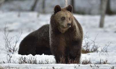Cubs of Brown Bear (Ursus arctos) after hibernation on the snow in spring forest.