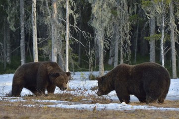 The conflict of two brown bears for domination. Adult male of Brown Bear (Ursus arctos) on the snow...