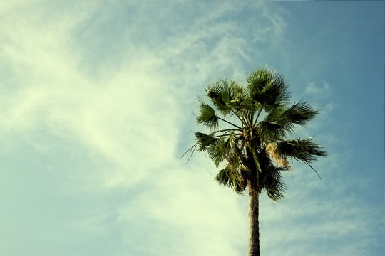 Palm trees against sky. retro style image.