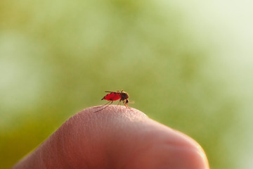 The bite of a mosquito with blood on human body