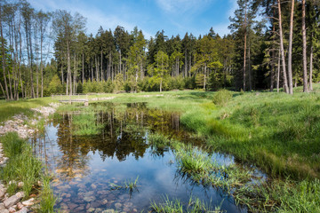 Fototapeta na wymiar Gorgeous view of forest still life with pond