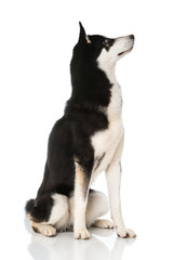 Siberian Husky
