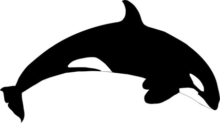Naklejka premium Killer Whale