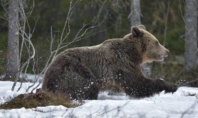 Brown Bear (Ursus arctos) running on a snow in the spring forest.