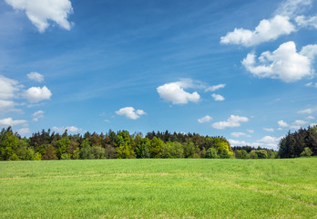 Spring or summer landscape – meadow, forest and sky