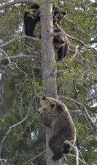 Brown She-Bear (Ursus arctos) with Bear-cubs on a Pine tree. Spring forest.