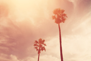 Palm trees against sky. retro style image.