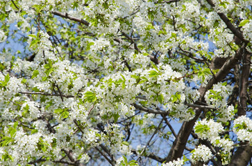 Фон из цветущей черешни.