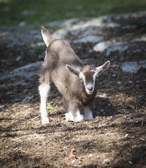 Baby Goat Kneeling: A kid Toggenburg goat kneeling on the ground in New York's Hudson Valley - 111498470