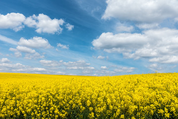 Obraz premium Yellow flowering rapeseed field and blue sky with white clouds