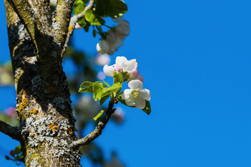 Spring apple blossom, white flowers at apple tree. Soft focus.