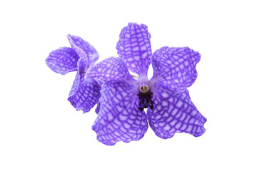 Purple orchid flower isolated on white background with cliping m