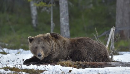 Brown Bear (Ursus arctos) in spring forest.